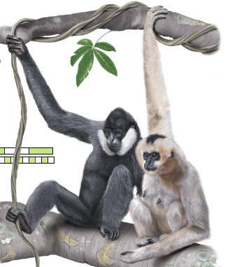 Maymunlar arasında vücuda oranla bacakları en uzun olanlar bunlardır.