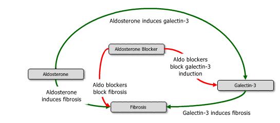 Kalp Yetmezliğinde Galectin-3 aldosterona bağlı fibrozisteki rolü Temel Noktalar Bu ön klinik çalışmalar Gal 3 ü aldosterone bağlı fibrozis sürecinde ve reseptör blokerlerin aldosteron tarafından