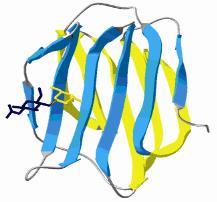 Galectin-3 Molekül Yapısı β-galaktozidaz bağlayıcı lektin ailesinin bir üyesi olarak, 130 amino asitlik karbonhidrat tanıma bölgesi içeren bir glikoproteindir.