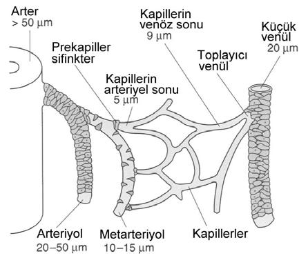 kısmen kuşatır. Endotel hücrelerinin yapısına ve bazal laminanın varlığına bağlı olarak kapillerler dört gruba ayrılır.