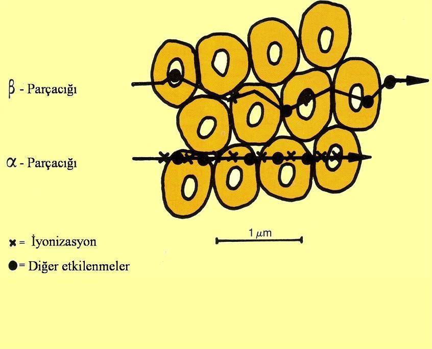 Şekil-3 Beta ve alfaların hücrelerle etkileşmesi.