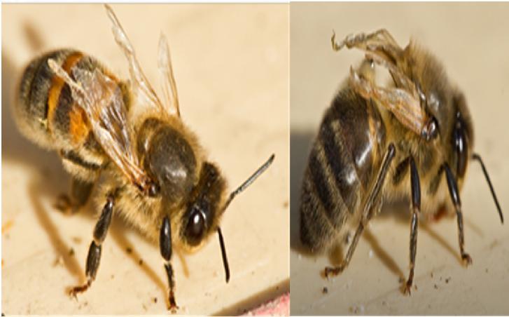 7. Deforme Kanat Hastalığı Bu virus ilk olarak 1977 yılında Mısır da sağlıklı görünüşlü erişkin arılarda tespit edilmiş ve Mısır arı virusu (MAV) adı verilmiştir.