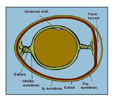 29 Resim 2.1. Yumurta kabuğunun yapısı (Güngör, 2013) Yumurta kabuğunun homojen bir yapısı yoktur. Kabuğun iç ve dış olmak üzere başlıca iki tabakası vardır.