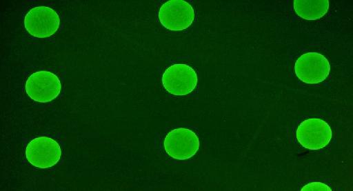 HEp-2 cells