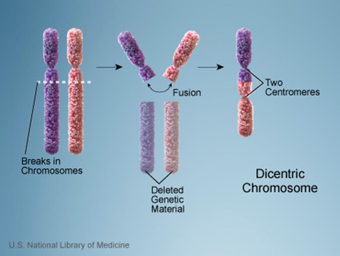 DİSENTRİK KROMOZOMLAR Sentromeri olan iki kromozom parçasının sentromeri bulunmayan parçalarını
