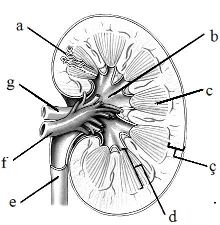 30 den 35 ye olan sorular resim 3 ile ilgilidir 30. Böbreğin kanı filtreleyen kısmı hangisidir? A. Böbrek bardağı B. Böbrek piramidi C. Nefron D. Böbrek havuzcuğu (1p.) 32.