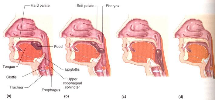 FARİNKS VE ÖZOFAGUS Yutma Farinks duvarlarındaki reseptörler uyarıldığı zaman başlayan karmaşık