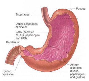 MİDEDE SİNDİRİM Mide; fundus, gövde ve antrum olarak adlandırılan üç bölümden meydana gelir.