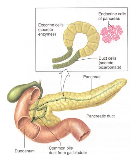 PANKREAS SEKRESYONLARI Hem endokrin hem de ekzokrin fonksiyonları olan bir bezdir.