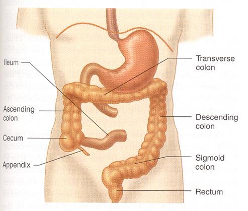 KALIN BARSAK (Kolon) Başlıca bölümleri; Çekum (Appendiks),