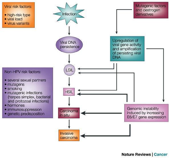 HPV HPV enfeksiyonu epitelin mikrotravma sonrası bütünlüğü bozulmuş yerlerinden bazal tabakadaki hücrelere bulaşarak başlar. Bazal tabakada HPV genomu düşük kopya sayılarında bulunur.