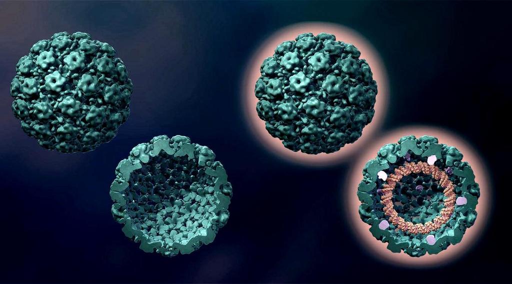 HPV Virus-like Particles (VLPs) Virüs Benzeri Partikül Noninfectious HPV VLP Infectious HPV Capsid proteins: L1 Lacks L2 protein Lacks viral DNA Viral DNA olmadığından Enfeksiyon