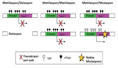 16 Knudson ın iki vuruş hipotezine göre tümör baskılayıcı gen inaktivasyonu için, tümör baskılayıcı genin iki allelinin de hipermetilasyonla veya hipermetilasyon ve delesyon kombinasyonuyla inaktive
