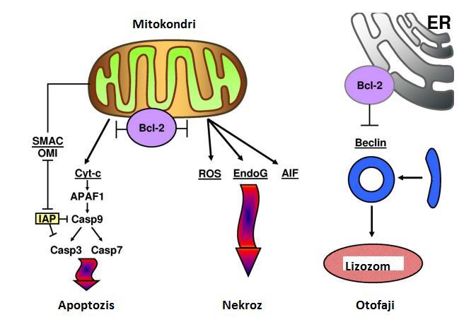 24 1.6.2.2. B-hücreli Lenfoma 2 (BCL-2) Geninin İfadesi BCL-2 apoptozisi düzenleyen bir onkogendir.