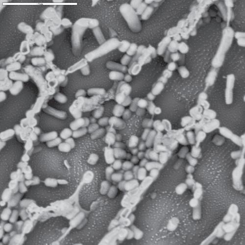 5 Resim 2.2 Lactobacillus brevis in elektron mikroskop görüntüsü (Carrascosa 2011, Chapter 8:Lactic Acid Bacteria) 2.3.