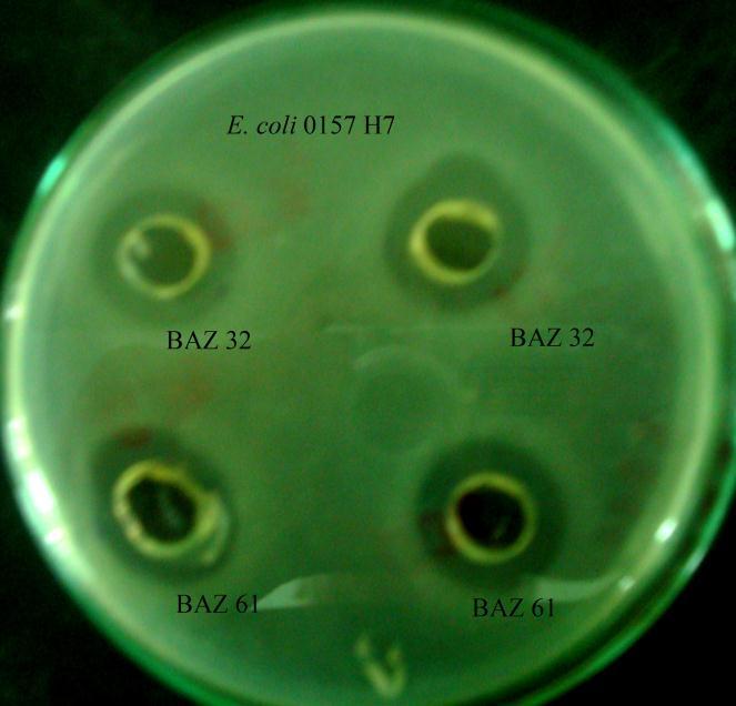 42 Resim 4.2 L. acidophilus BAZ61 suşunun E. coli O157:H7 test bakterisine oluşturduğu inhibisyon zonu.