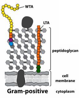 Yapısal bileşenler Teikoik asitler Peptidoglikan tabakaya veya sitoplazmik membrana (lipoteikoik asit)