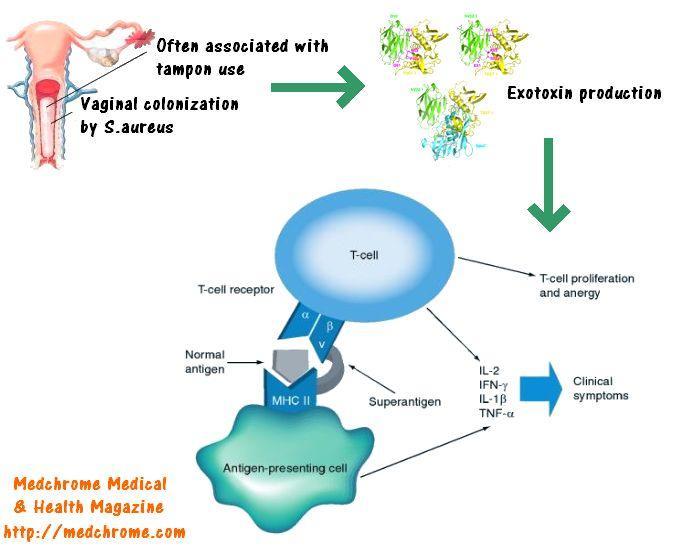 Toksinler Toksik şok sendromu toksin1-1 (TSST-1) Süperantijendirler Isı ve proteolize dirençlidir, kromozom