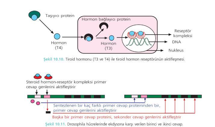 Steroid hormona verilen cevap iki basamakta gerçekleşir: Steroid hormona verilen cevapta, özel genlerin transkripsiyonunun direk olarak indüklenmesi birinci cevap olarak bilinmektedir.