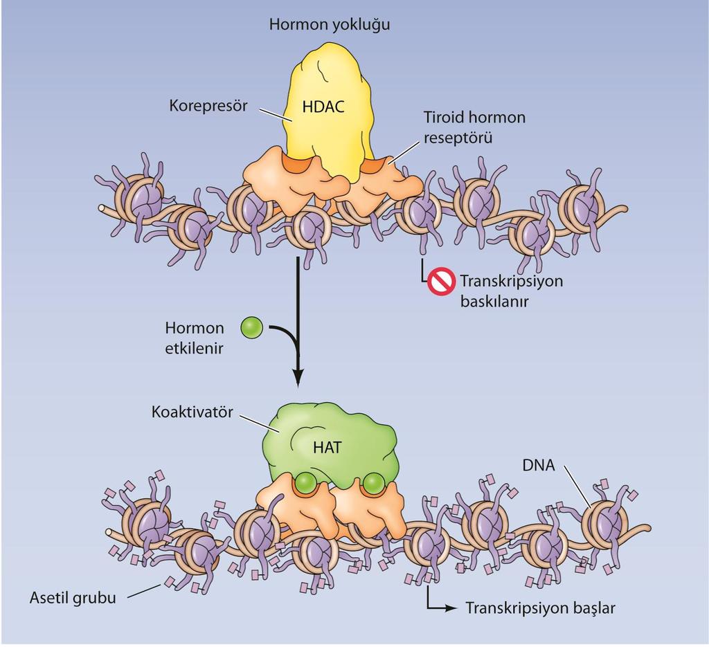 Tiroid hormon reseptörü ile gen düzenlenmesi: Tiroid hormon reseptörü hormon olsa da olmasa da DNA ya bağlanır.