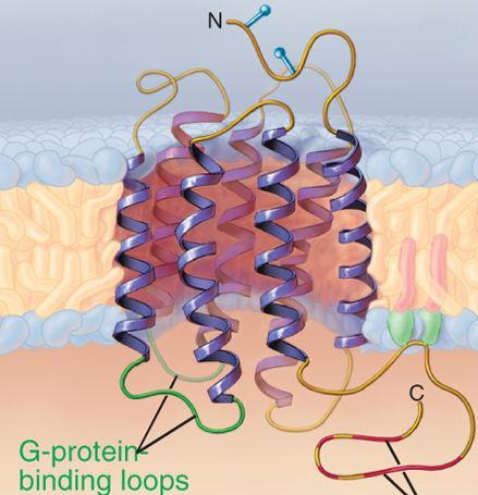 2. G proteinine bağlı Reseptörler Bu reseptörler dolaylı olarak hücre zarına bağlı başka bir hedef proteininin aktivitesini düzenlerler. Bu hedef protein bir enzim veya bir iyon kanalı olabilir.