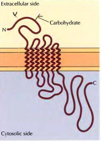 G proteinleri: Heterotrimerik G Proteinleri : alpha, beta, gama 3 alt birimden oluşur. G-protein bağlı reseptörler kullanırlar. İkinci mesajcıları regüle ederler.