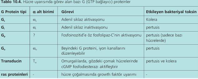 G protein Tipleri Çeşitli toksinlerle yapılan çalışmalar sonucu hücre uyarısında