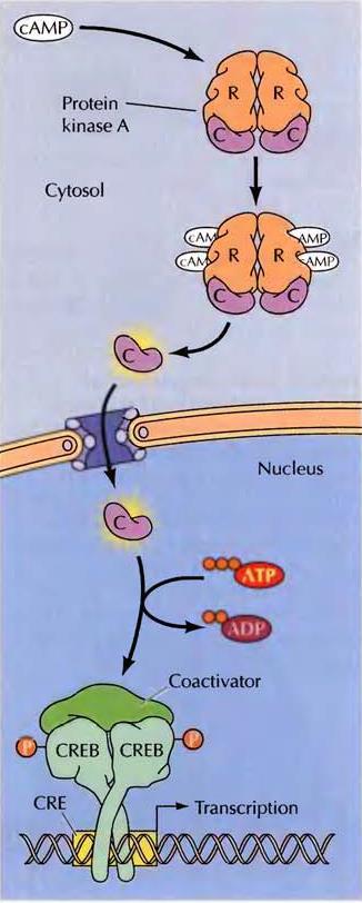 camp nin Protein Kinaz aracılığıyla Gen Transkripsiyonu üzerine etkisi Bazı hücrelerde camp konsantrasyonun artması, özel bir genin transkripsiyonu aktifleştirir.
