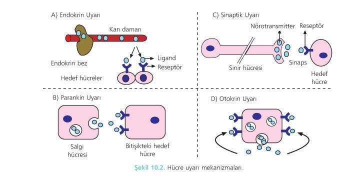 Bu hücre dışı sinyaller etkiyeceği hedef hücrenin uzaklığına bağlı olarak 4 farklı uyarı