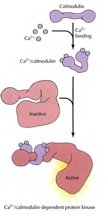 Fosfolipidler ve Ca 2+ Ca 2+ birçok etkisi Ca 2+ -bağlayan bir kalmodulin tarafından düzenlenir. protein olan Kalmodulin, sitozoldeki Ca 2+ konsantrasyonu 0,5 µm a kadar arttığı zaman aktive olur.