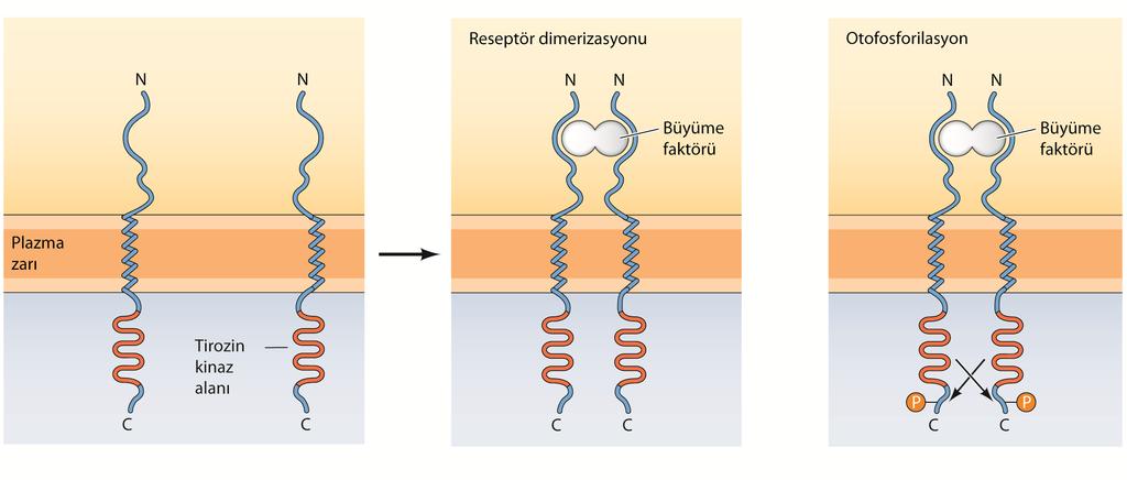 Reseptör protein-tirozin kinazların dimerizasyonu ve otofosforilasyonu: büyüme faktörlerinin bağlanması reseptör dimerizasyonunu uyarır ve