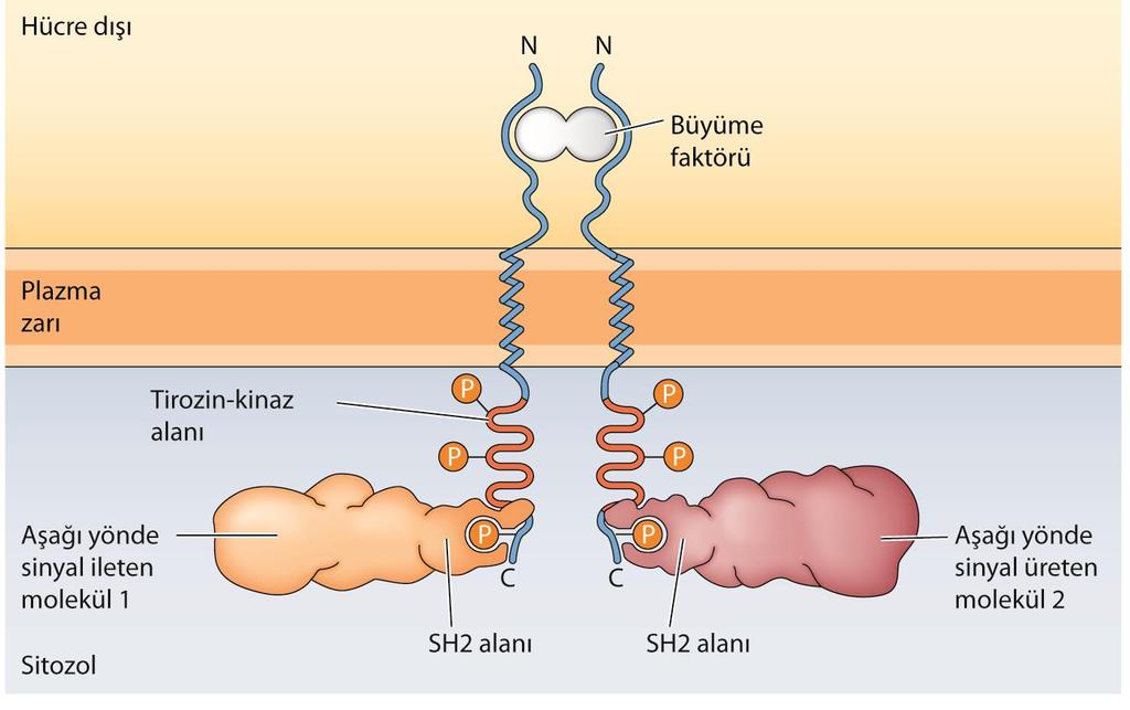 Reseptör protein-tirozin kinazlar ile aşağı yöndeki sinyal ileti molekülleri arasındaki bu etkileşim, özgün fosfotirozin, içeren peptidlere bağlanan protein bölgeleri tarafından düzenlenir.