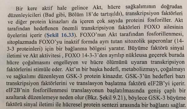 Büyüme faktörü uyarımı, FOXO yu fosforilleyen Akt nin aktivasyonuna yol açar.