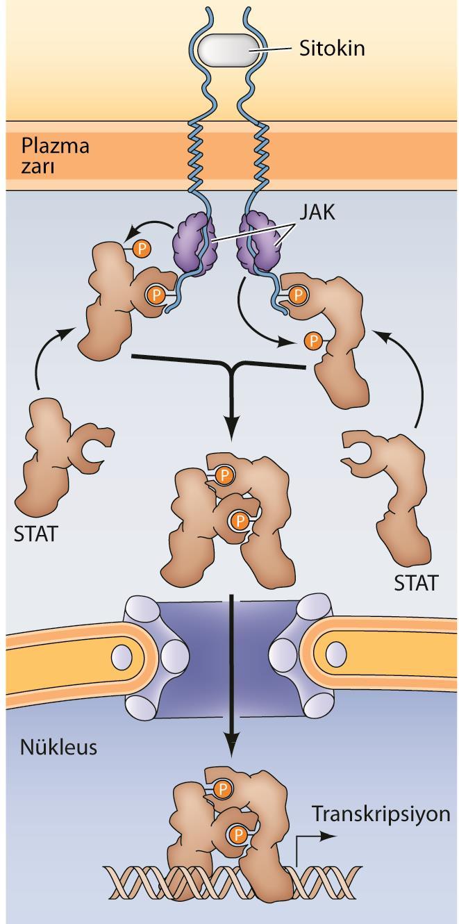 Sitokin reseptörleri aracılıklı sinyal iletiminde birinci basamağın, ligand tarafından uyarılan reseptör dimerizasyonu ve ilişkili olduğu reseptör olmayan protein-tirozin kinazların çapraz