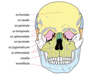 SPLANCOCRANİUM (Yüz Kemikleri) Splancocranium 14 adet kemik yapıdan oluşmaktadır.