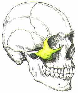 OS ZYGOMATİCUM Elmacık kemiği olarak