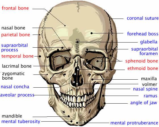 Ön tarafta maxilla ile arkada ise os ethmoidale ile