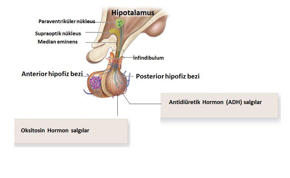 Arka Hipofiz Hormonları Yapısal olarak sinir lifleri ve nöroglia içerir Sinir lifleri