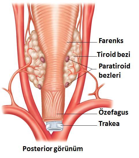 Paratiroid Bezleri Paratiroid bezleri, tiroid bezinin arkasında yerleşmiştir Sarı-kahverengi renkte 4 adet paratiroid bezi bulunur