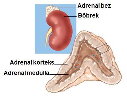 Adrenal Bezler Adrenal bezin iki farklı bölümünden (adrenal korteks ve adrenal medulla) hormon salgılanır Adrenal bezden