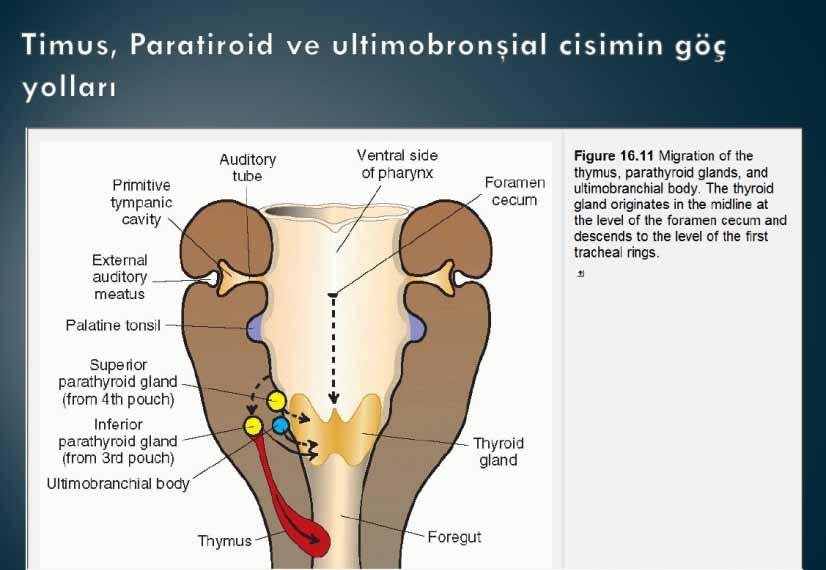 Paratiroid bezi