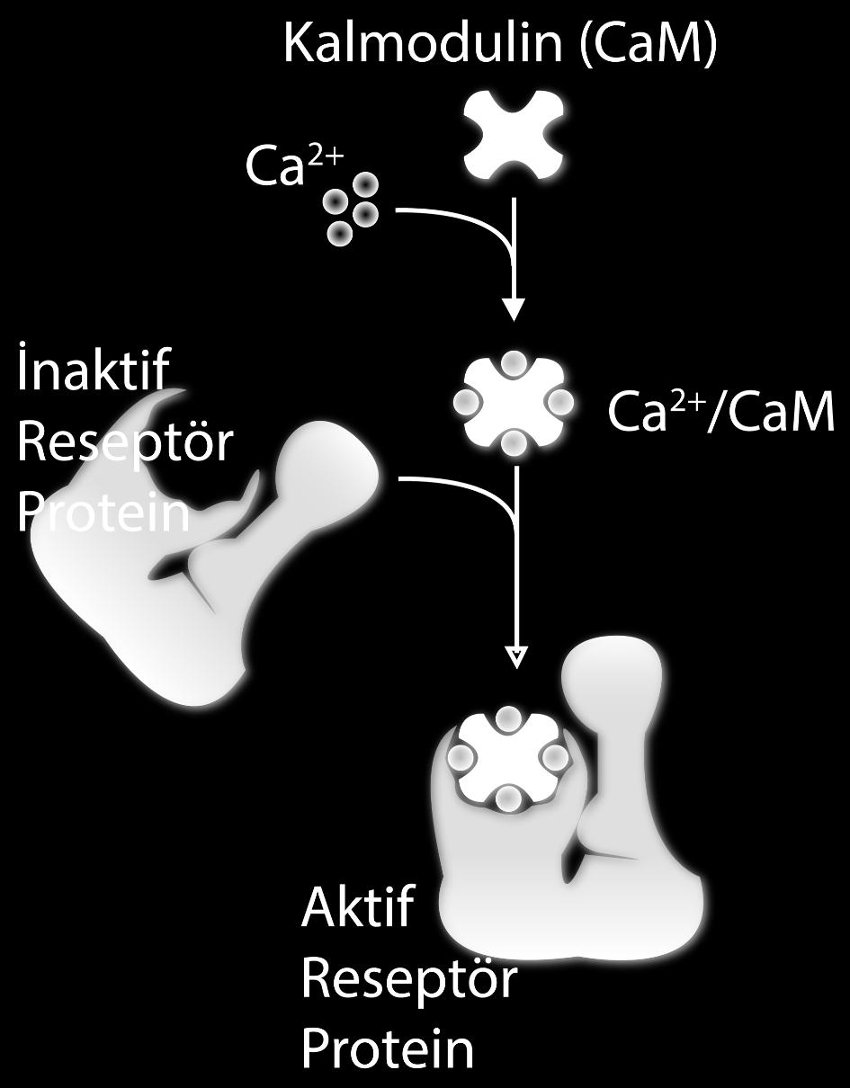 Hücre içi haberci sistemleri Kalsiyum Haberci Sistemi İki farklı yol var. Kalmodulin yolu ve c- Kinaz yolu. Kalsiyum homeostazisinde iki mekanizma rol oynar. 1.