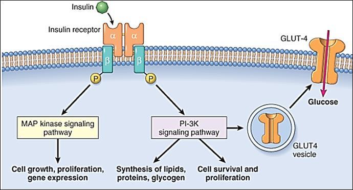 İnsulin İnsulin Reseptörü GLUT-4 MAP Kinaz Sinyal Yolağı PI-3K Sinyal Yolağı Glikoz GLUT4 vezikülü Hücre