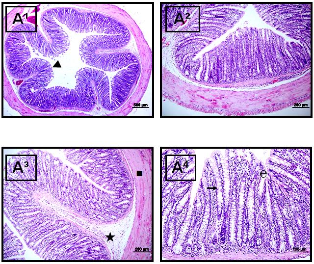 Sham grubunun ince barsak kesitlerinin mikroskobik incelenmesi sonucu, doku bütünlüğünün normal olduğu, lamina propriyada morfolojik değişikliklerin oluşmadığı ayrıca ülserasyon, mononükleer hücre