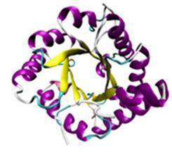 Proteinlerin RA sarmalında heliks şeklinde organize olmaları ile Tütün Mozaik Virüsünün (TMV) oluşumu İpek ve örümcek ağı gibi β-keratin proteinleri, proteinlerin ikincil yapılarının diğer bir türü