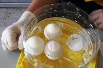 Bu deneyde, öğrencilerin taze ve bayat yumurtalar üzerinde bu kavramlarla ilgili gözlem yapması sağlanır.