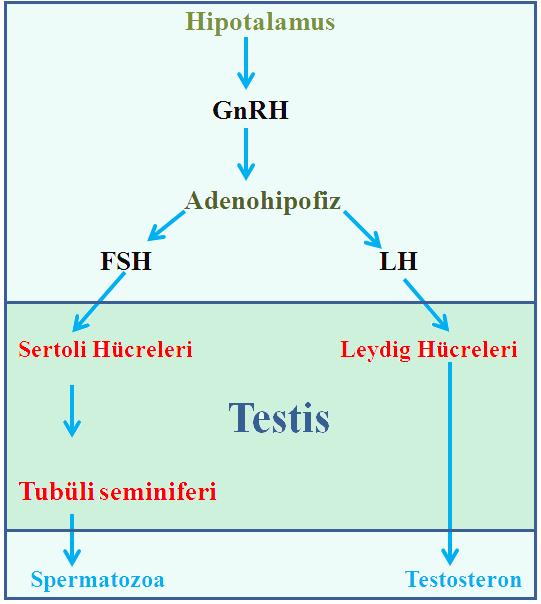 ġekil 2.