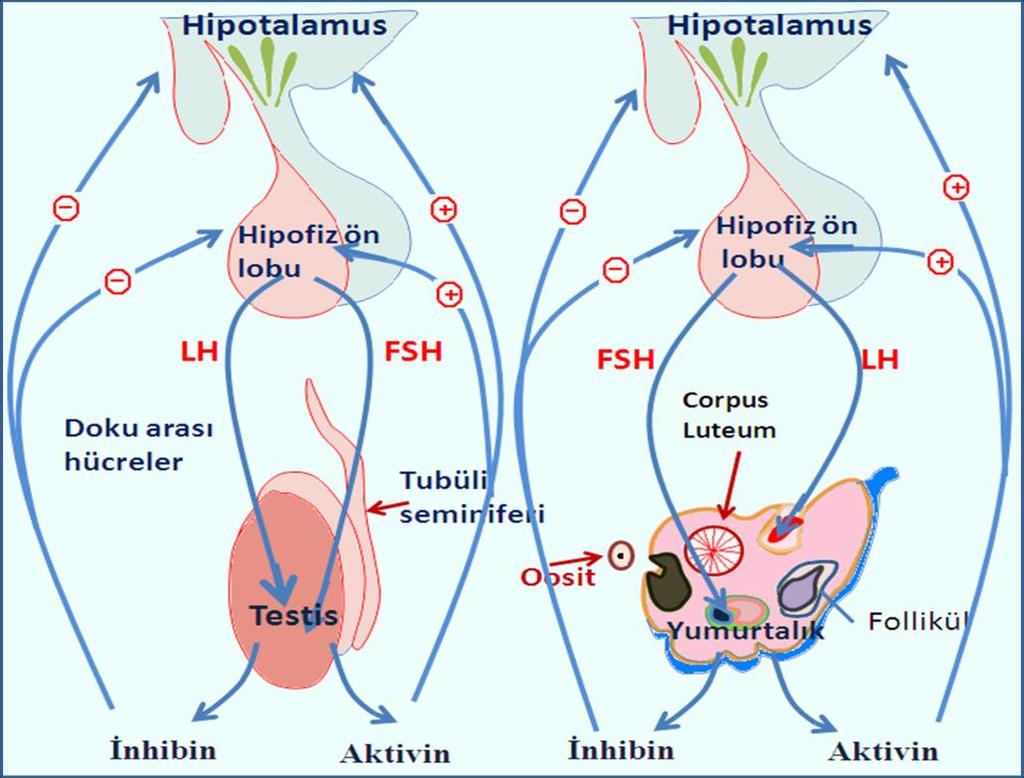 ġekil 2.4. Gonadotropinlerin regülasyonunda inhibin ve aktivinin etkileri.