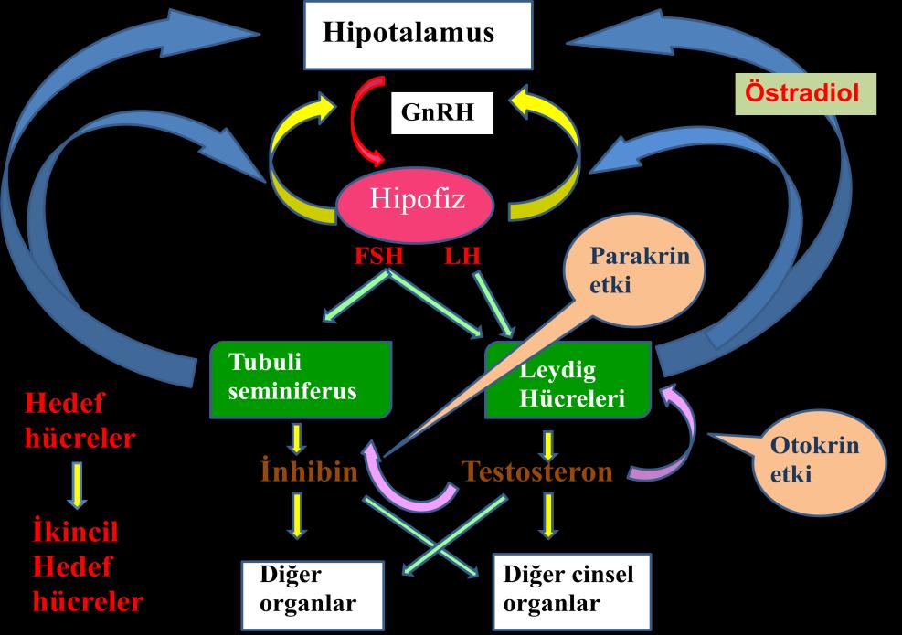 ġekil 4.2. Testosteron, FSH ve LH ın erkek üreme sistemi üzerine etkisi (Tağa 2008).