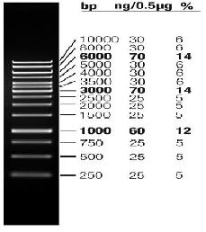 3.MATERYAL VE METOD İsmail VAROL Çizelge 3.6. PCR Reaksiyonunda kullanılan solusyonlar ve miktarları Solusyonlar Tek örnek için kullanılan miktar PCR Master Mix (Fermentas) 6.25 µl Primer (30 ng) 1.